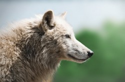Nordamerikanischer Wolf (Arktischer Wolf)
