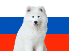 Hunde in Russland