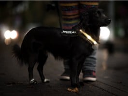 Schwarzer Hund mit Leuchthalsband - stets sichtbar.