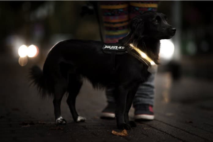 Schwarzer Hund mit Leuchthalsband - stets sichtbar.