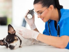 Tierarzt-Kosten: Hautuntersuchung
