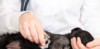 Tierarzt-Kosten: Herz