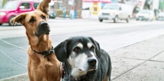 Zwei Hunde warten auf dem Gehweg - auf eine Untersuchung?