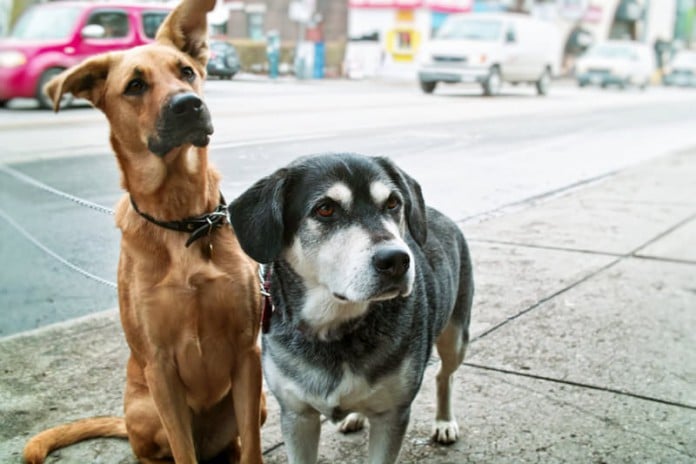 Zwei Hunde warten auf dem Gehweg - auf eine Untersuchung?