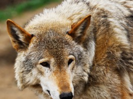 Vom Wolf zum Hund: Die Entwicklung
