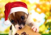 Hund mit Schild: Fröhliche Weihnachten