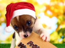 Hund mit Schild: Fröhliche Weihnachten